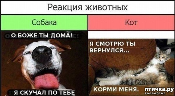 Шутки про собак в картинках