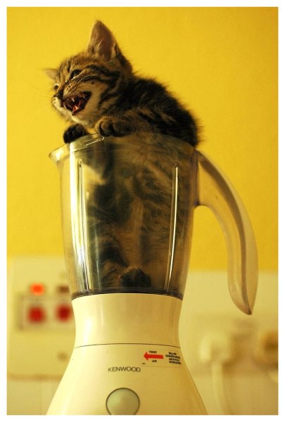 Котенок в блендере