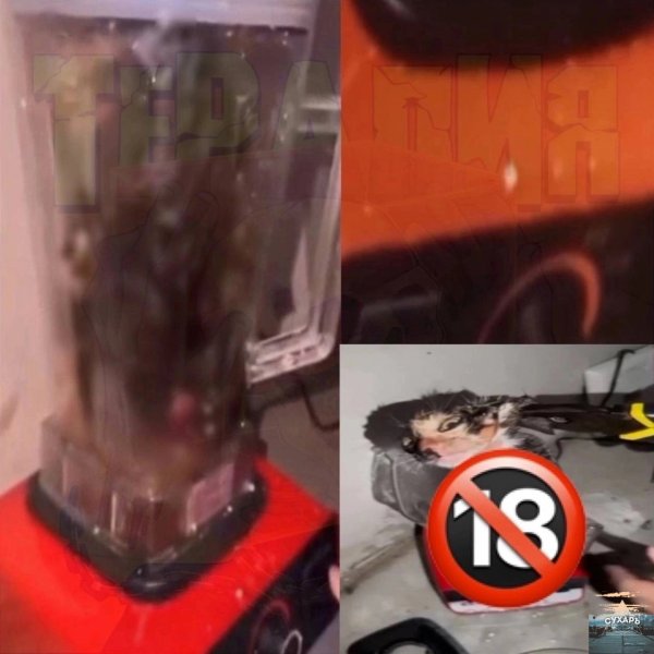 Кот в блендере оригинал