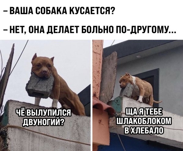 Ваша собака кусается