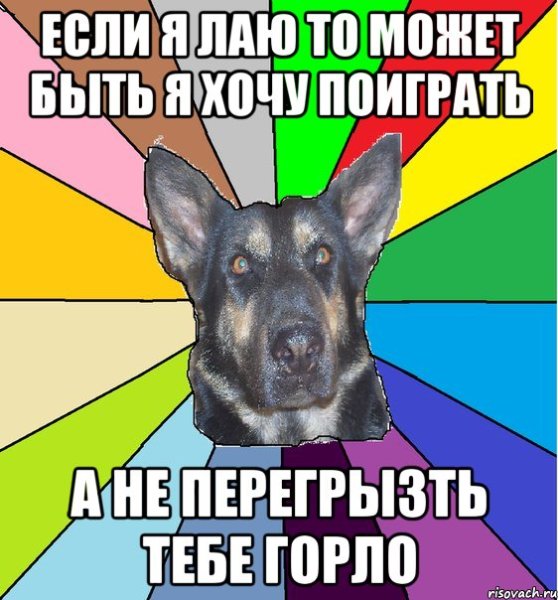 Мемы с собаками