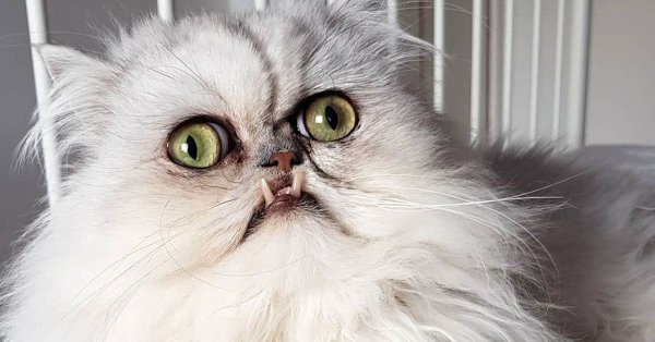Кот Персидская шиншилла Вилфред