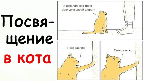 Лютые мемы с котами