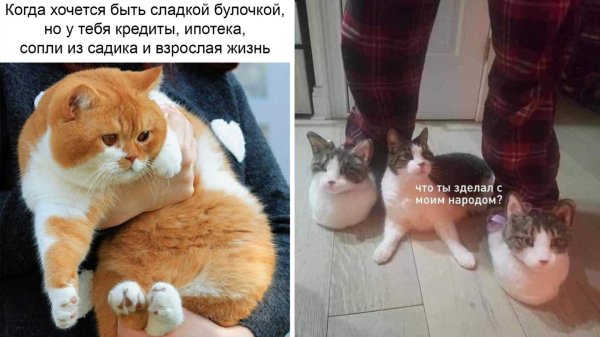 Мемы с котами 2022