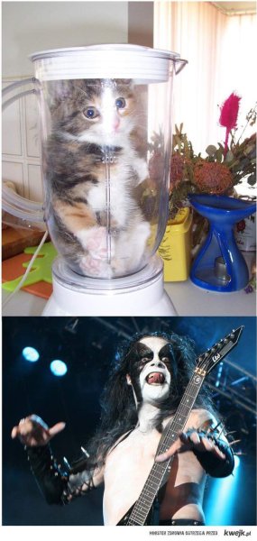 Котенок в блендере