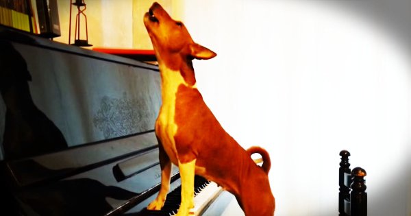 Басенджи поет