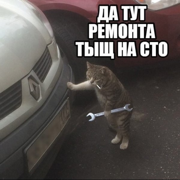 Кот ремонтирует машину