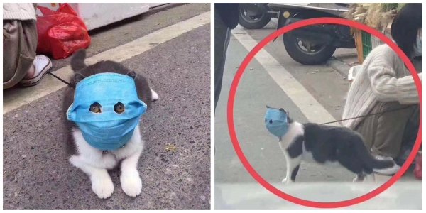 Котик в медицинской маске