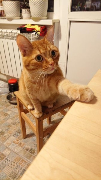 Рыжие котики мемы