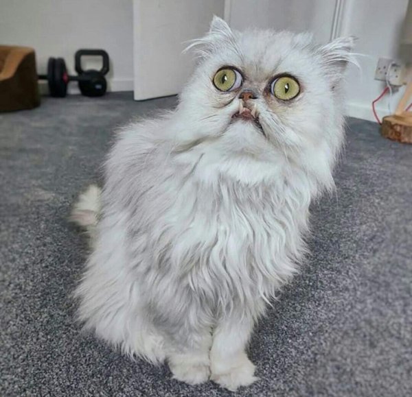 Персидская шиншилла кот Уилфред