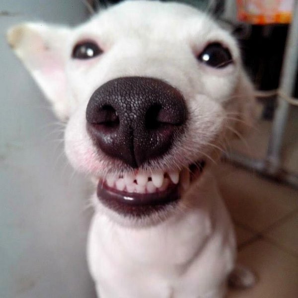 Пес улыбается