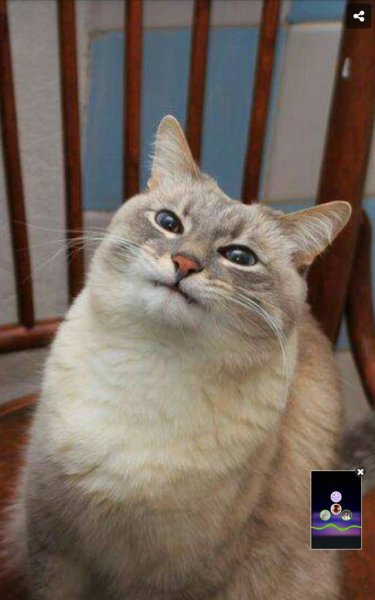 Кот с ехидной улыбкой