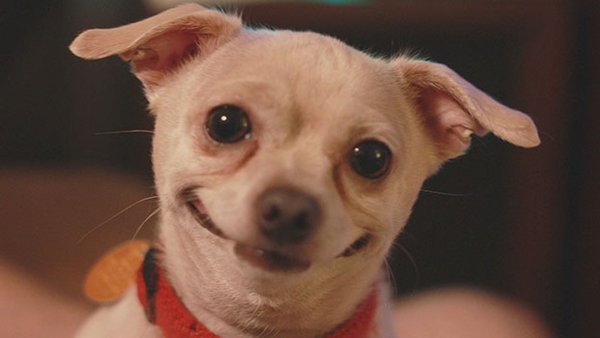 Чихуахуа улыбается