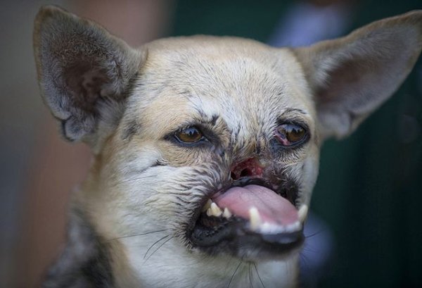 Собака без шеи