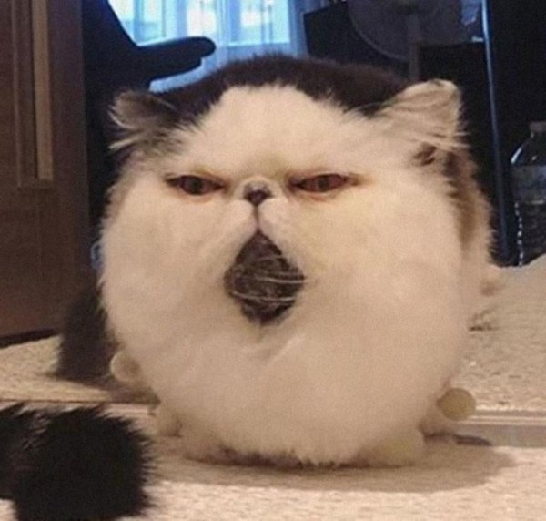 Толстые японские коты