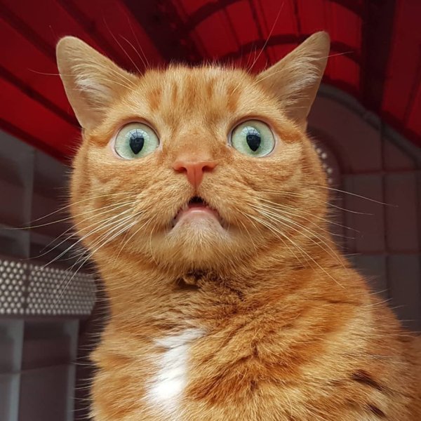 Удивленный рыжий кот