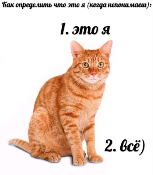 Мемы с кошками