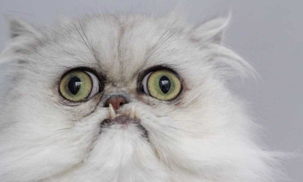 Персидская шиншилла кот Уилфред