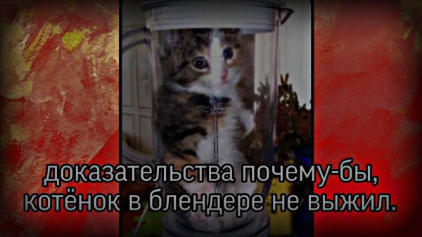 Кот в блендере Мем