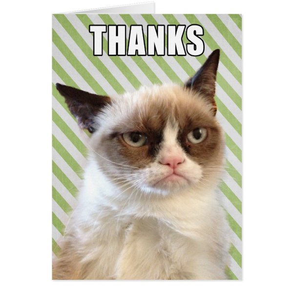 Котик благодарит