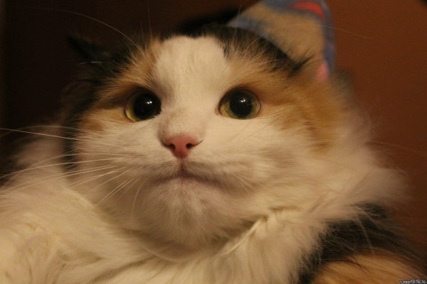 Мем картинки