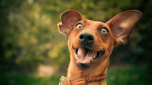 Собака улыбается