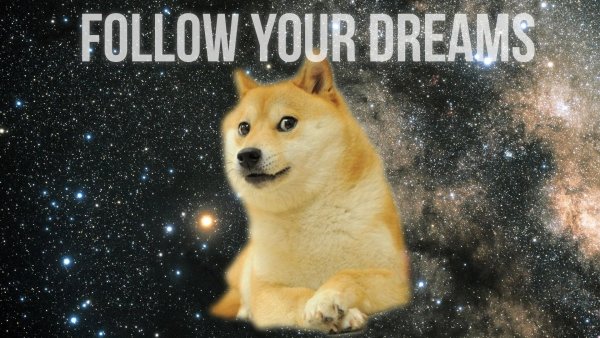 Акита ину Doge