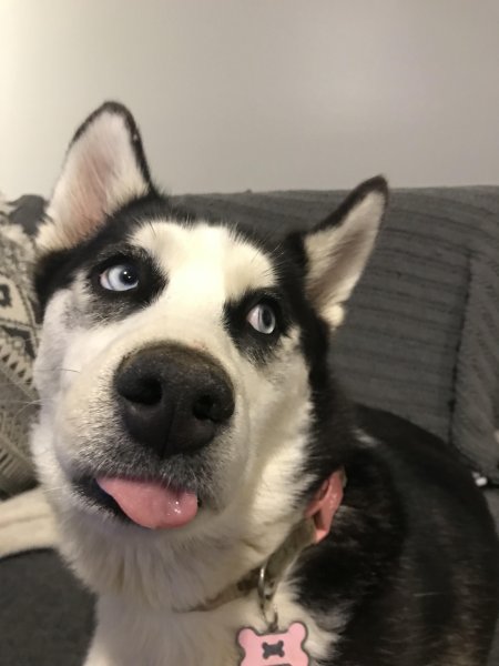 Смешные морды собак