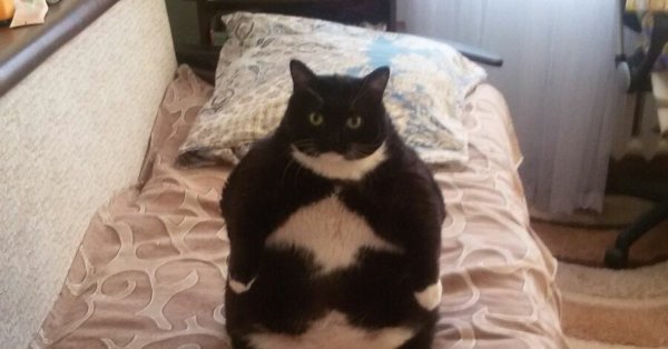 Толстый кот сидит на кровати