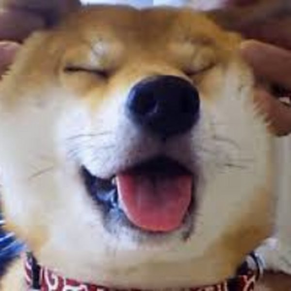 Сиба-ину Догги