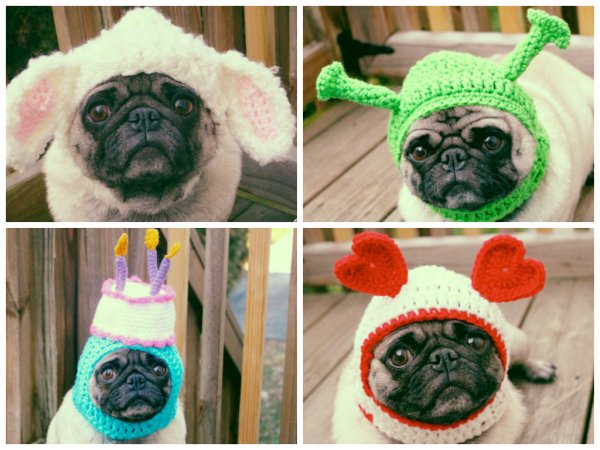 Пес в шапке Мем