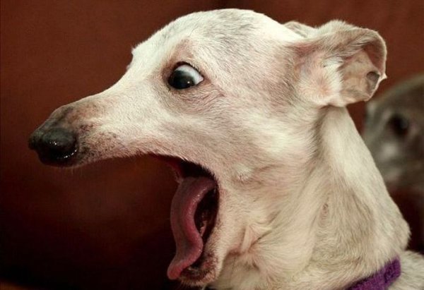 Ах тыж хитрая морда