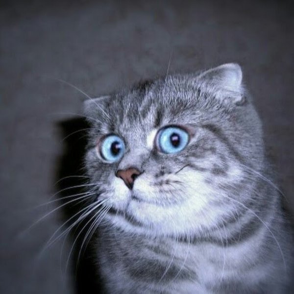 Честно говоря в шоке