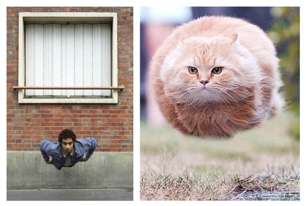 Летающий толстый кот