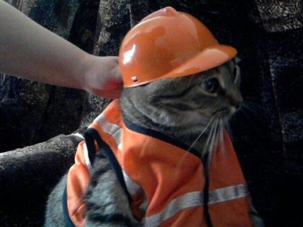 Кот Строитель в каске