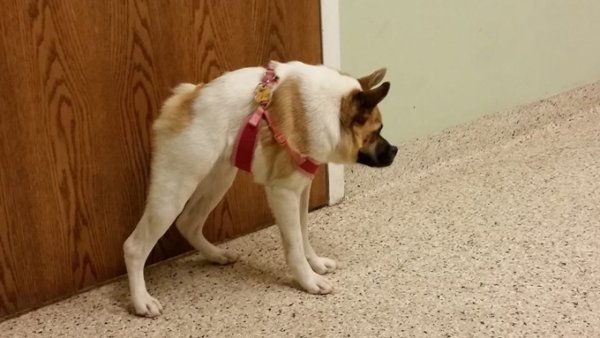 Синдром короткого позвоночника у собак