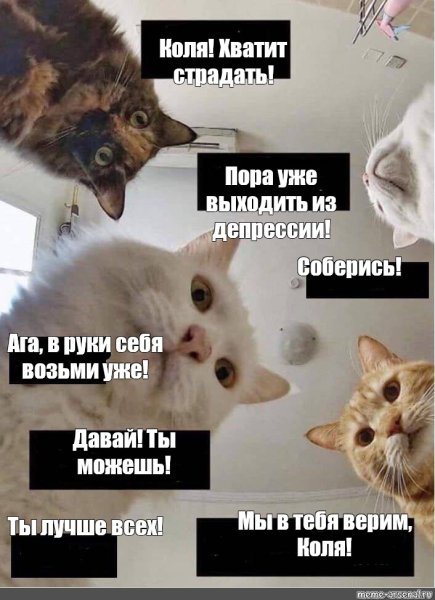 Последние мемы про кота