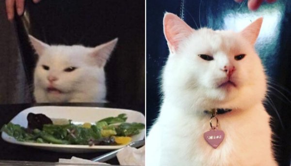 Кот с салатом