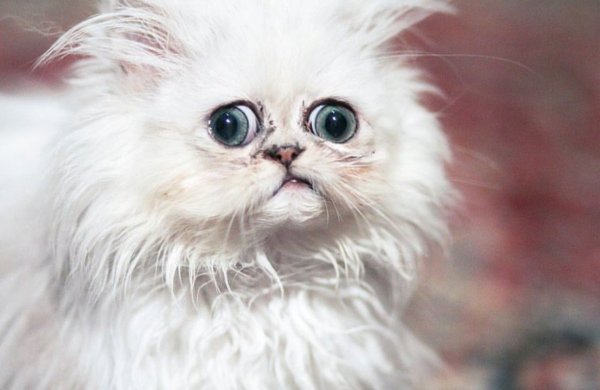 Персидская шиншилла Вилфред