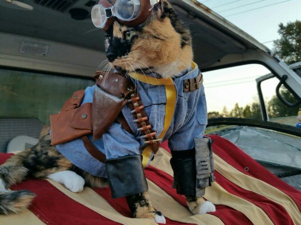 Кот автомеханик