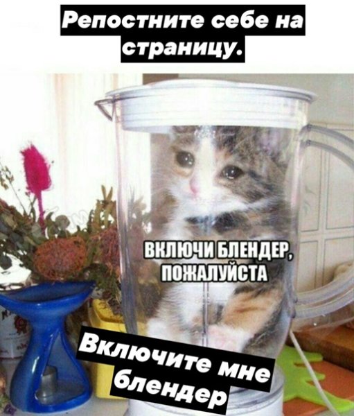 Кот в блендари