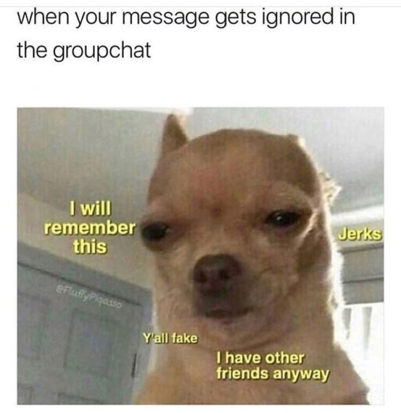 Прищуренная чихуахуа