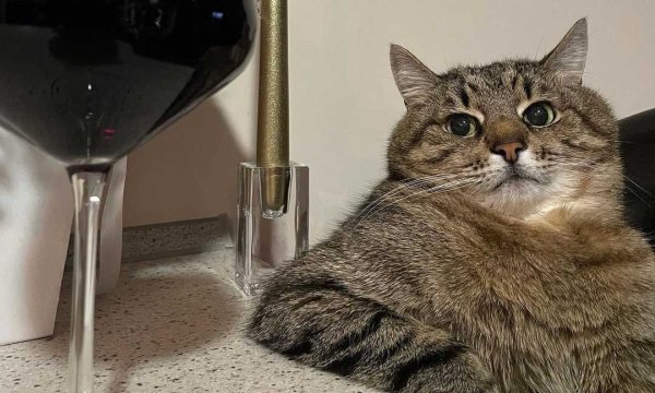 Кот Степан тик ток