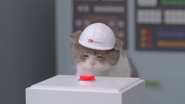 Котик в строительной каске