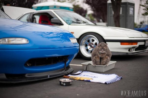 Кот на тачке