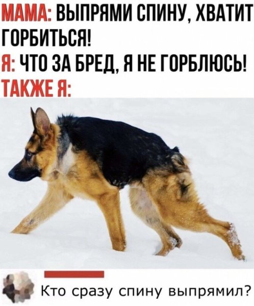 Шутки про собак в картинках