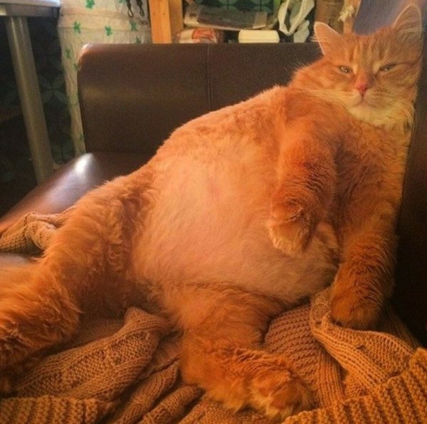 Наглый толстый рыжий кот