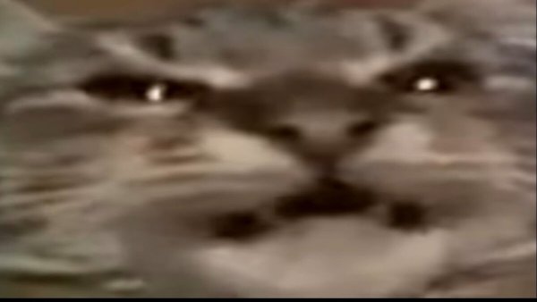 Кит Мем маму мав