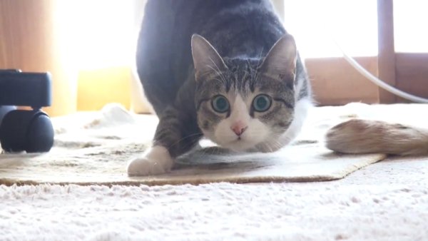 Кот готовится к прыжку