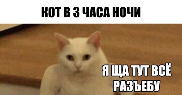 Я щас тут все разнесу кот